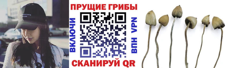 Купить  Великий Устюг  Псилоцибиновые грибы MAGIC MUSHROOMS 